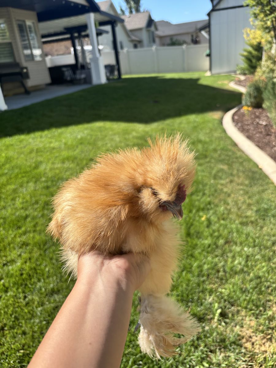 3 month old silkie rooster