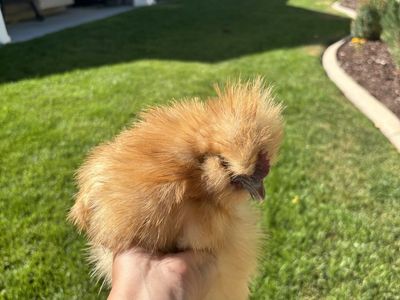 3 month old silkie rooster