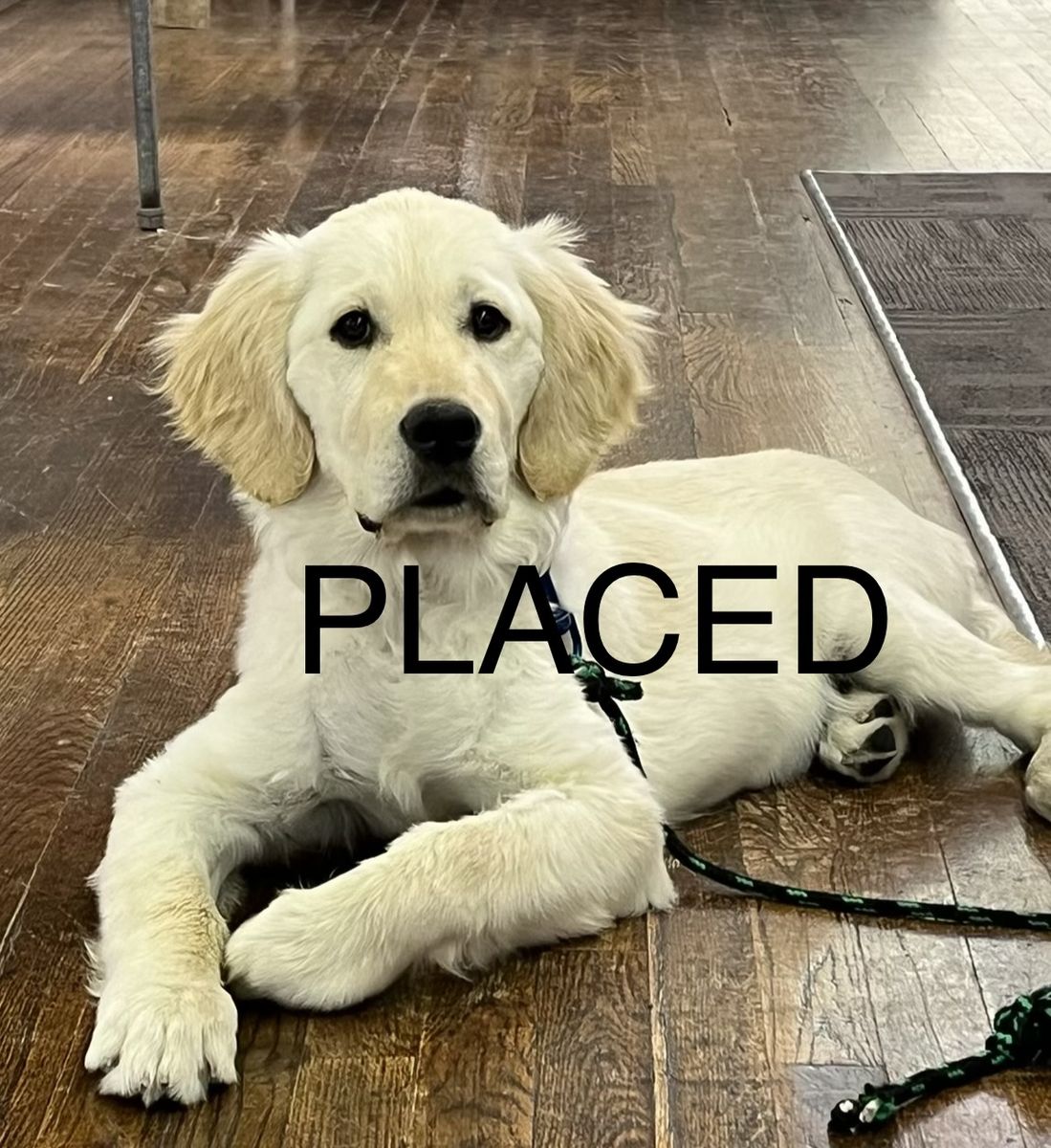 AKC Golden Retriever TRAINED lab. service therapy