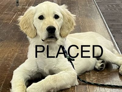 AKC Golden Retriever TRAINED lab. service therapy