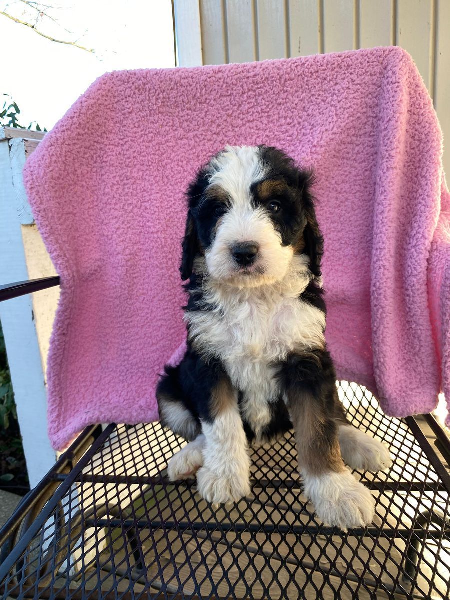 Standard Bernedoodle – Girl Sunny ($2400)