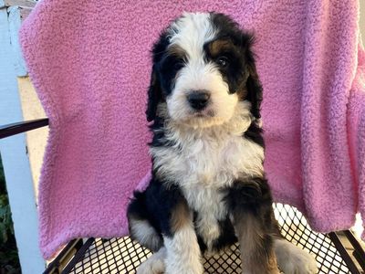 Standard Bernedoodle – Girl Sunny ($2400)