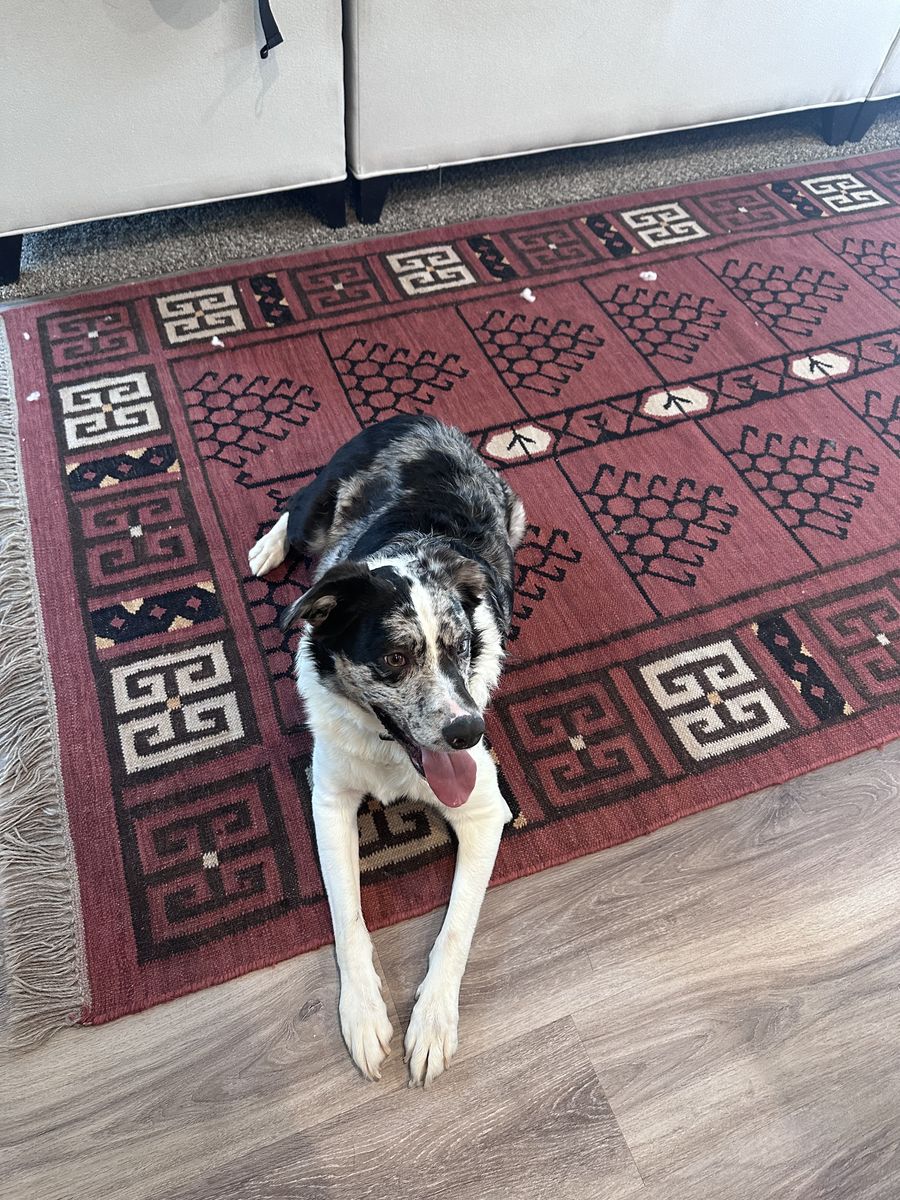 Aussie Shepherd in need of re-homing
