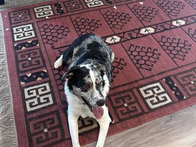Aussie Shepherd in need of re-homing