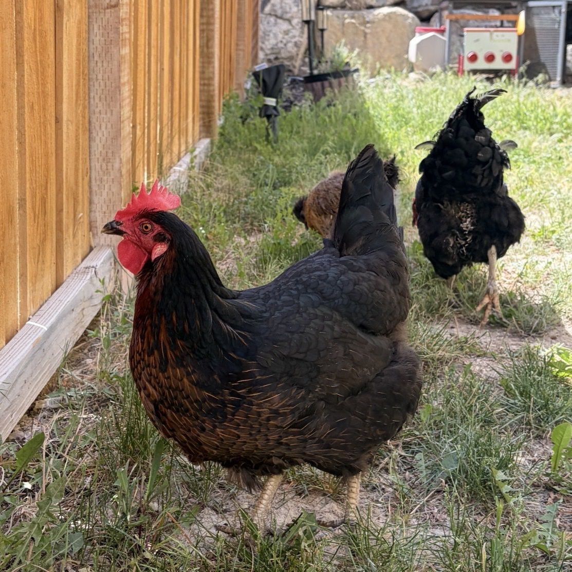 Three Chickens/hens - Egg Laying