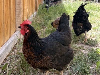 Three Chickens/hens - Egg Laying
