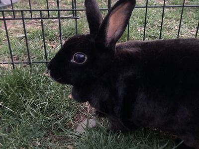 Cute purebred female mini rex bunny!