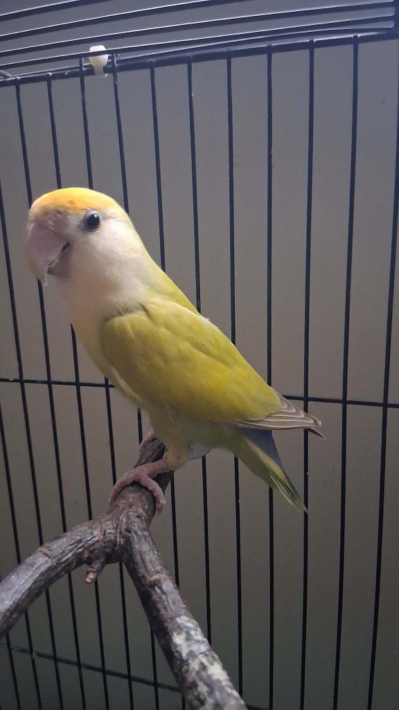 male lovebird