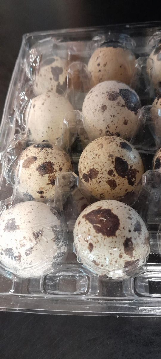Fertile Quail Eggs