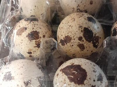 Fertile Quail Eggs