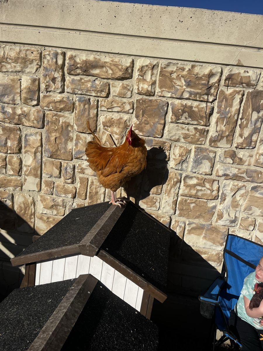 Free Rooster
