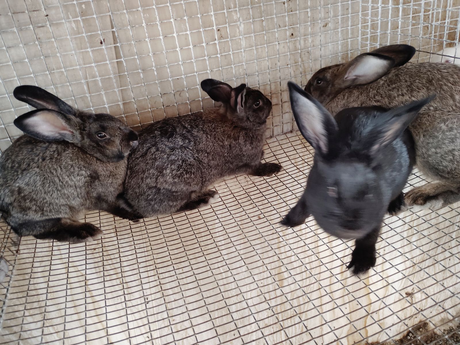 Flemish giant New Zealand mix