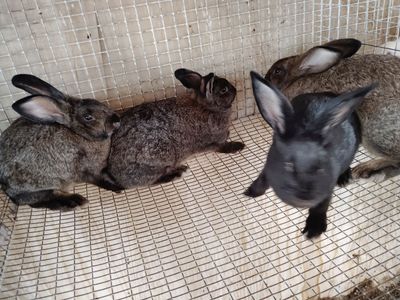 Flemish giant New Zealand mix
