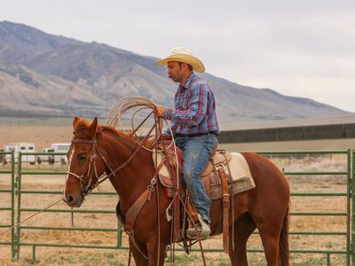 Daisy- 7yo AQHA Mare