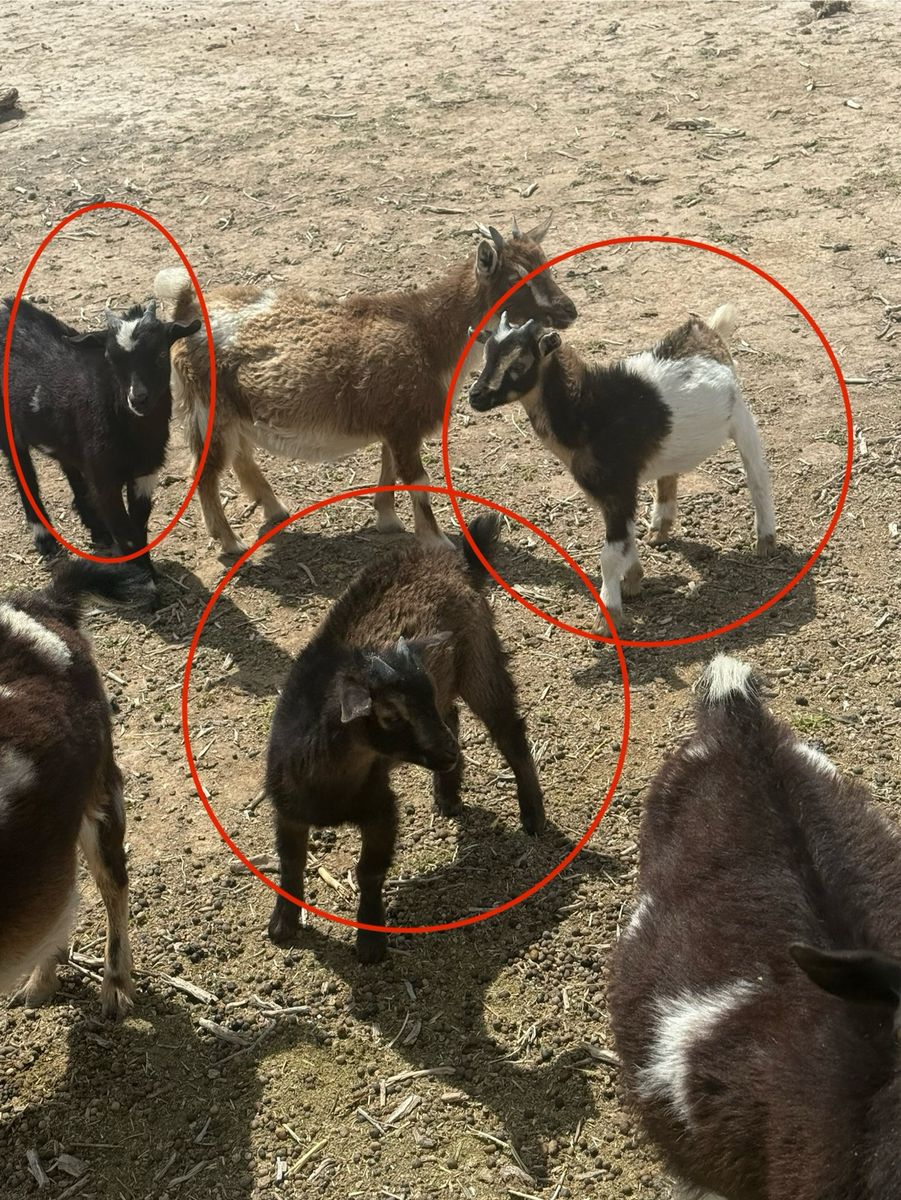 Nigerian dwarf kids