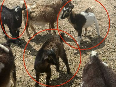 Nigerian dwarf kids