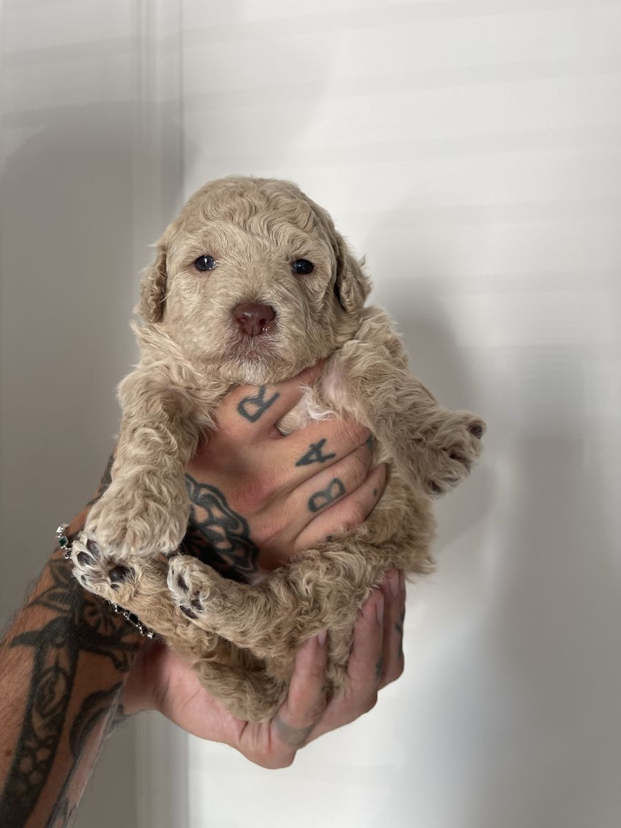 Goldendoodle (mini) f2b