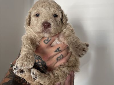 Goldendoodle (mini) f2b