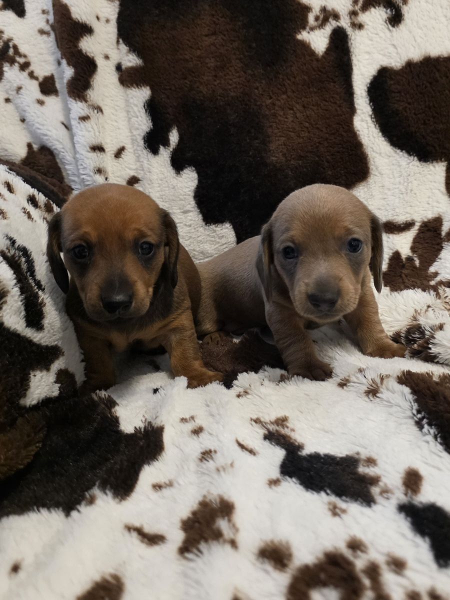 BOY MINI DACSHUNDS