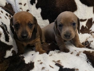 BOY MINI DACSHUNDS