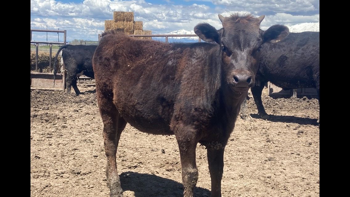 Pregnant Wagyu Heifers - Springer And Fall Bred