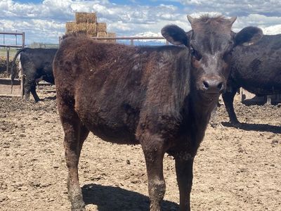 Pregnant Wagyu Heifers - Springer And Fall Bred
