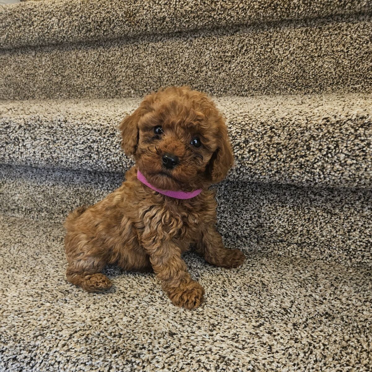 AKC Red Mini / Toy Poodle Puppies Teddy Bear