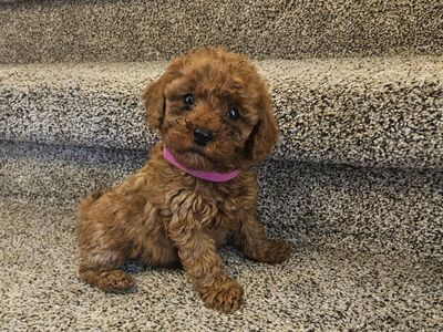 AKC Red Mini / Toy Poodle Puppies Teddy Bear