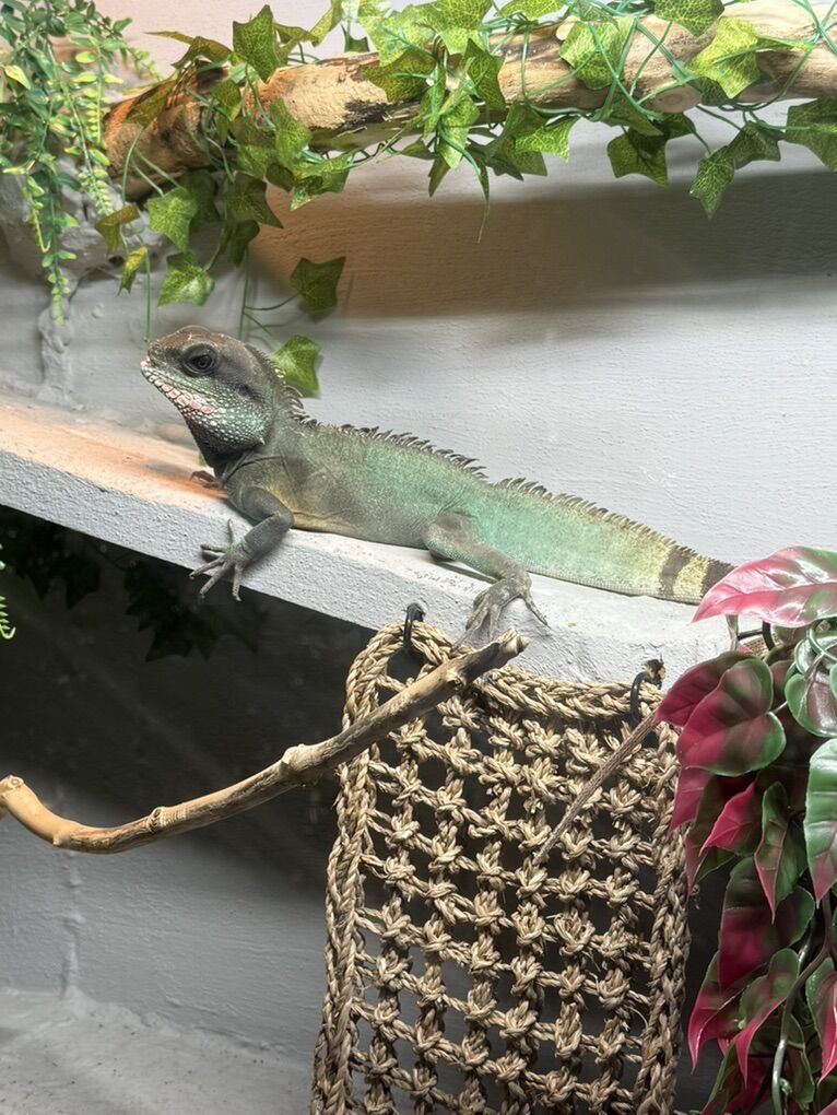 Chinese Water DragoN And Enclosure