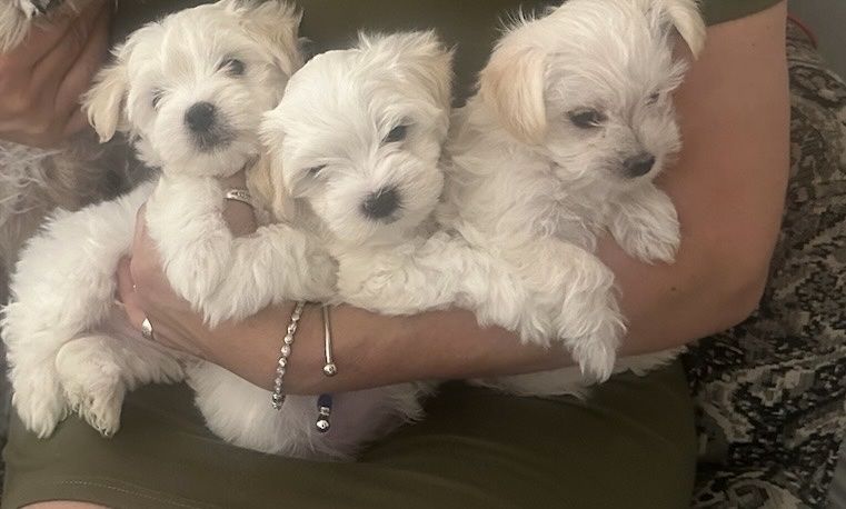 Maltese Puppies