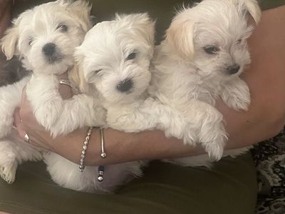 Maltese Puppies