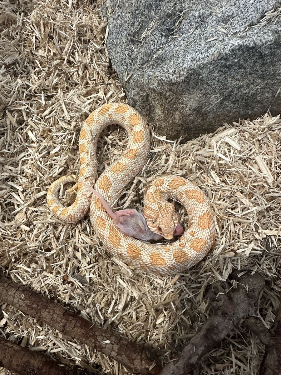 Male Albino Western Hognose Snake - Healthy, Eating Pinkies