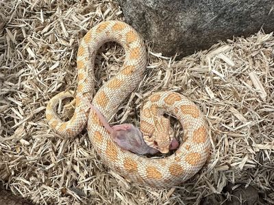 Male Albino Western Hognose Snake - Healthy, Eating Pinkies