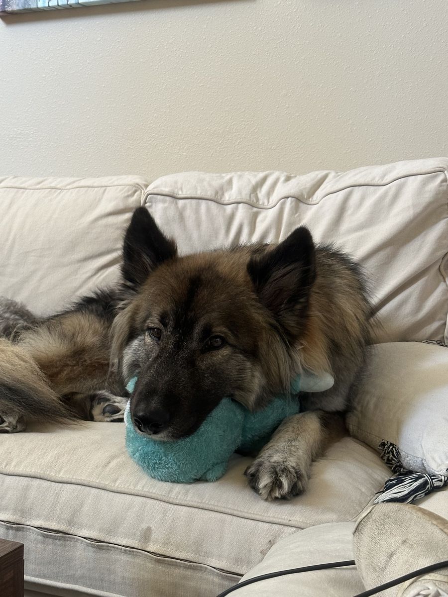 Looking For Ozzy’s Forever Home