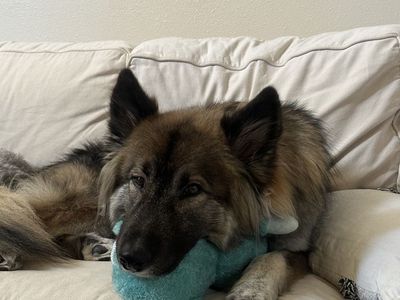 Looking For Ozzy’s Forever Home