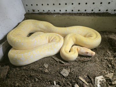 albino granite burmese python