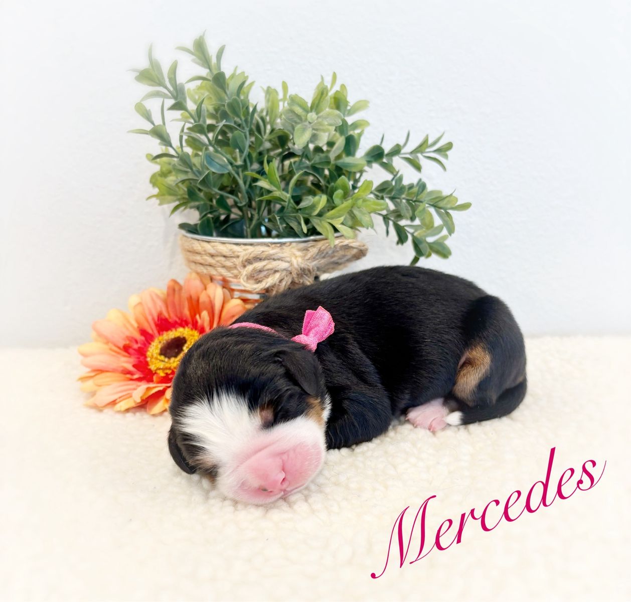 AKC BERNESE MT DOGS!!!