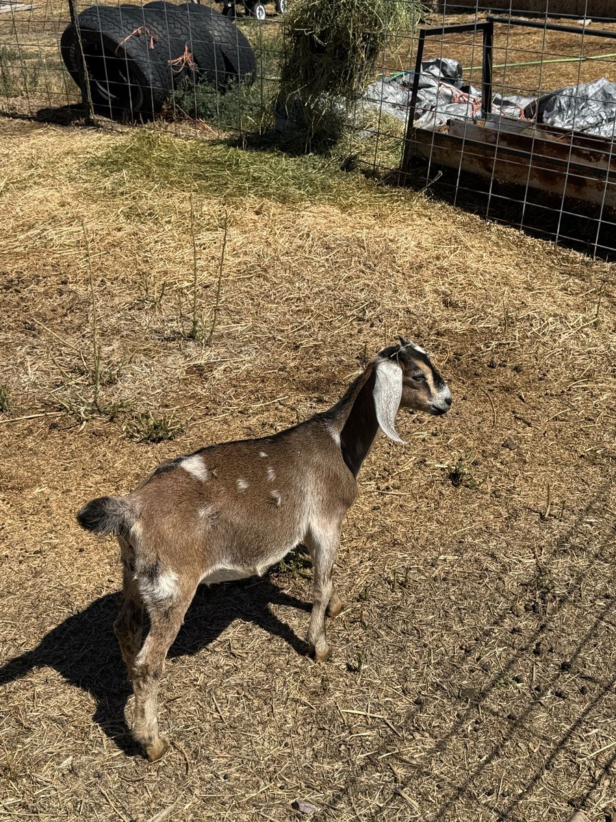 Kiko, Boer cross doelings