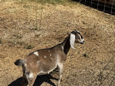 Kiko, Boer cross doelings