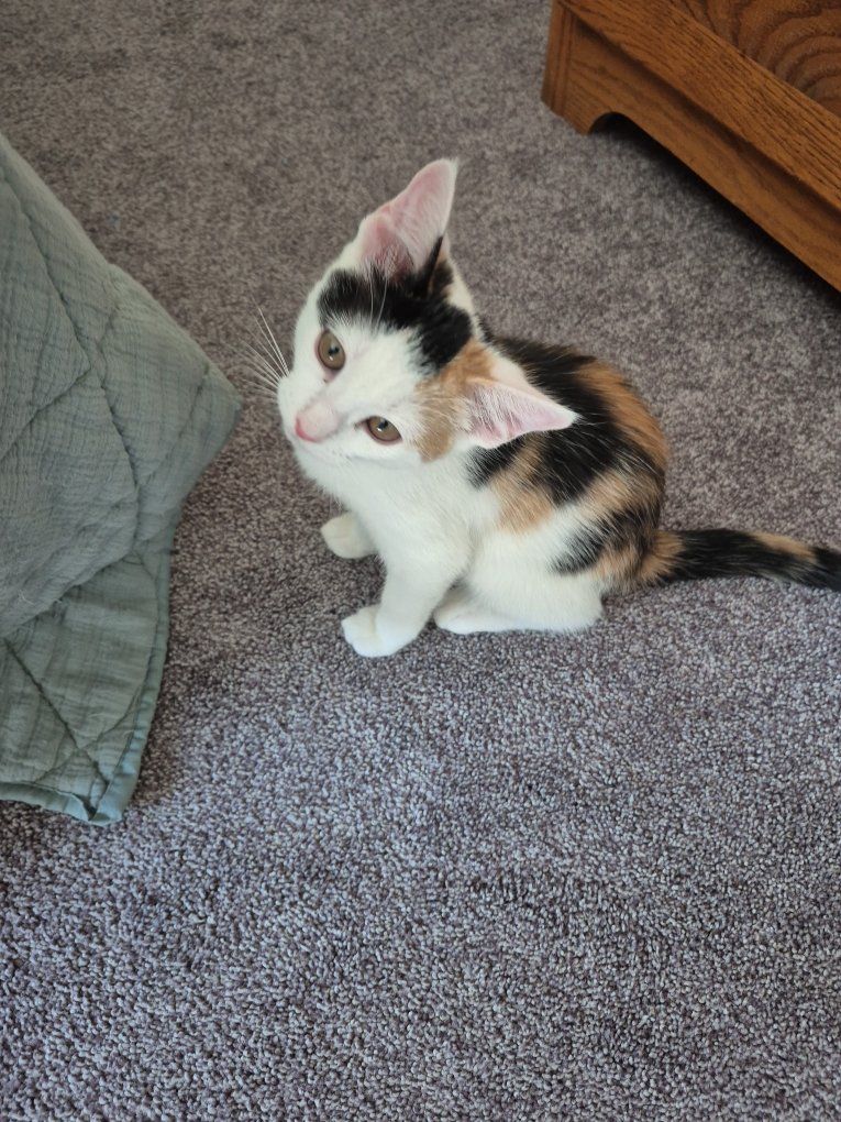 Female Calico kitten