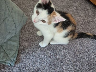 Female Calico kitten
