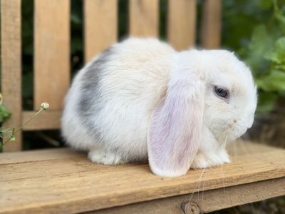 Baby Holland Lop Bunnies 8 weeks old