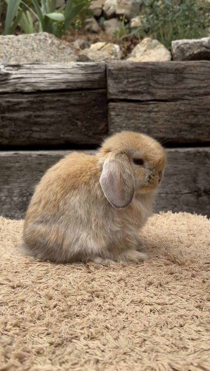 Holland Lop Doe