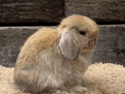 Holland Lop Doe