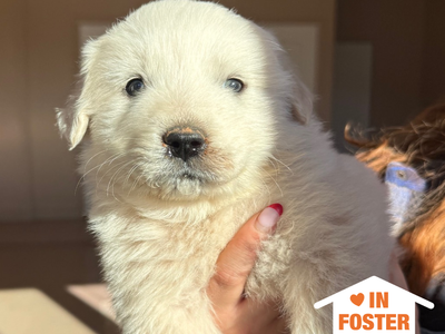 Hello my name is Potsticker