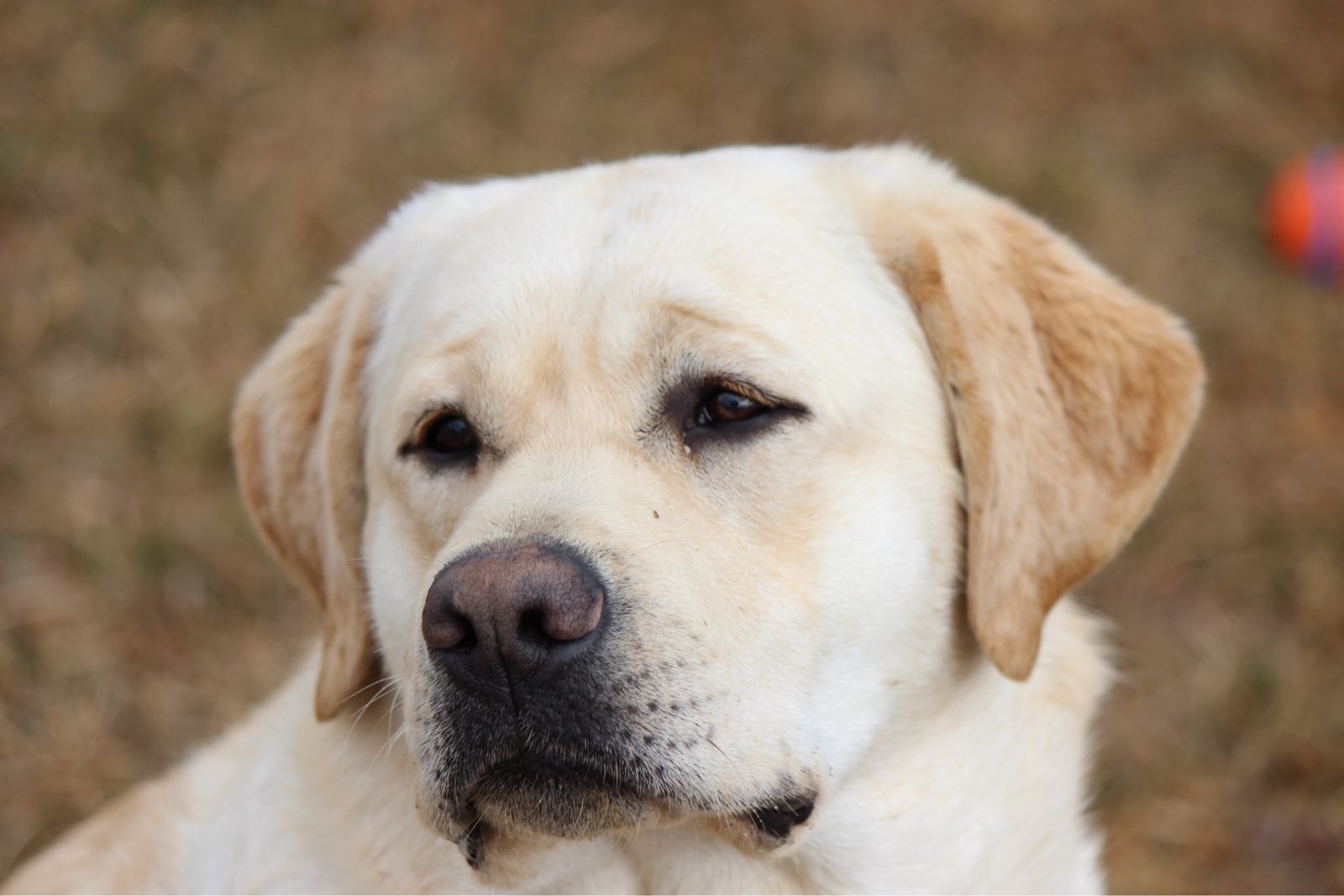 English Labrador  Retriever lab up for stud