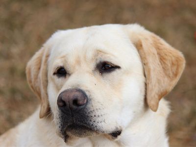 English Labrador Retriever lab up for stud