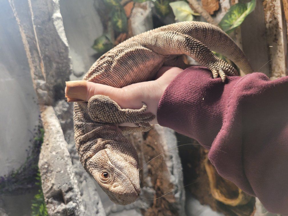 savannah monitor