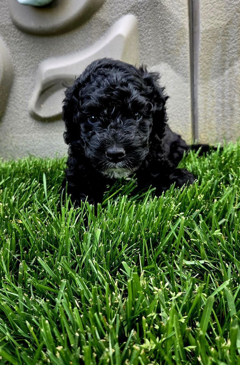 Spanish Water Dog puppies available for Adoption