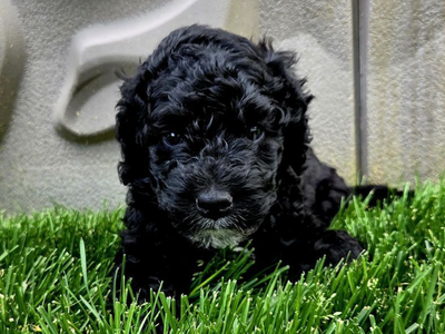 Spanish Water Dog puppies available for Adoption